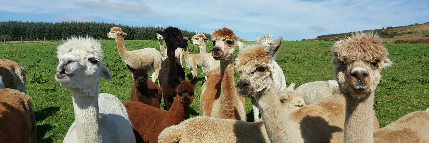 MoorViewAlpacas's profile banner image