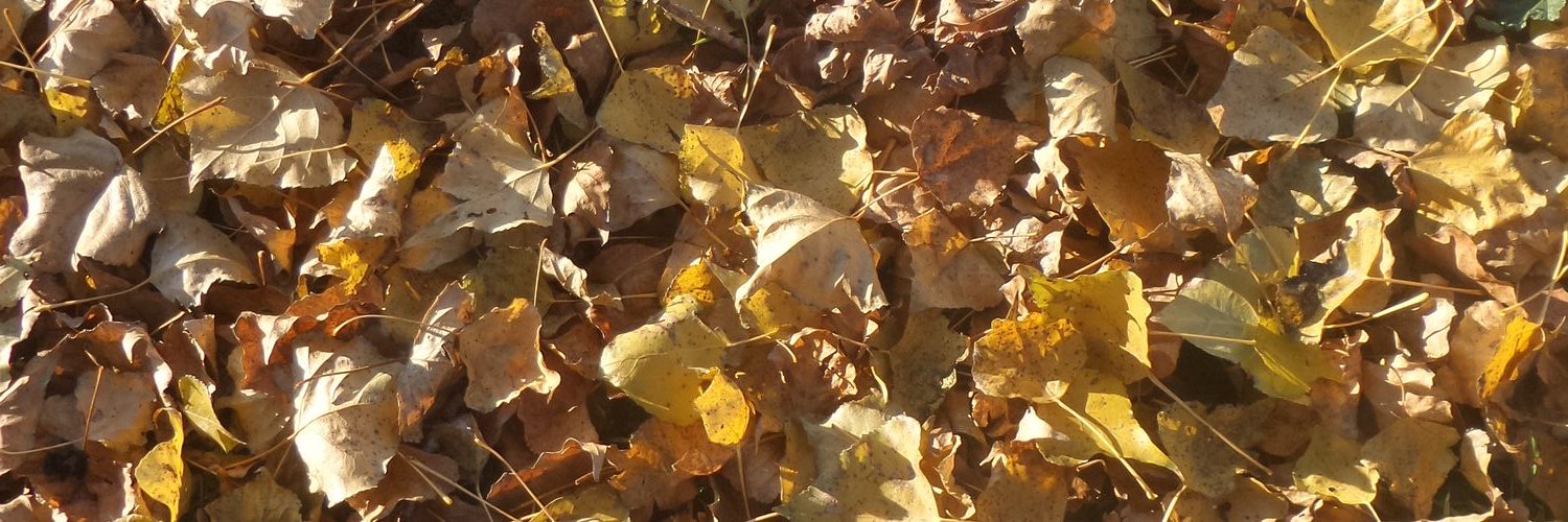 chiara_francy's profile banner image
