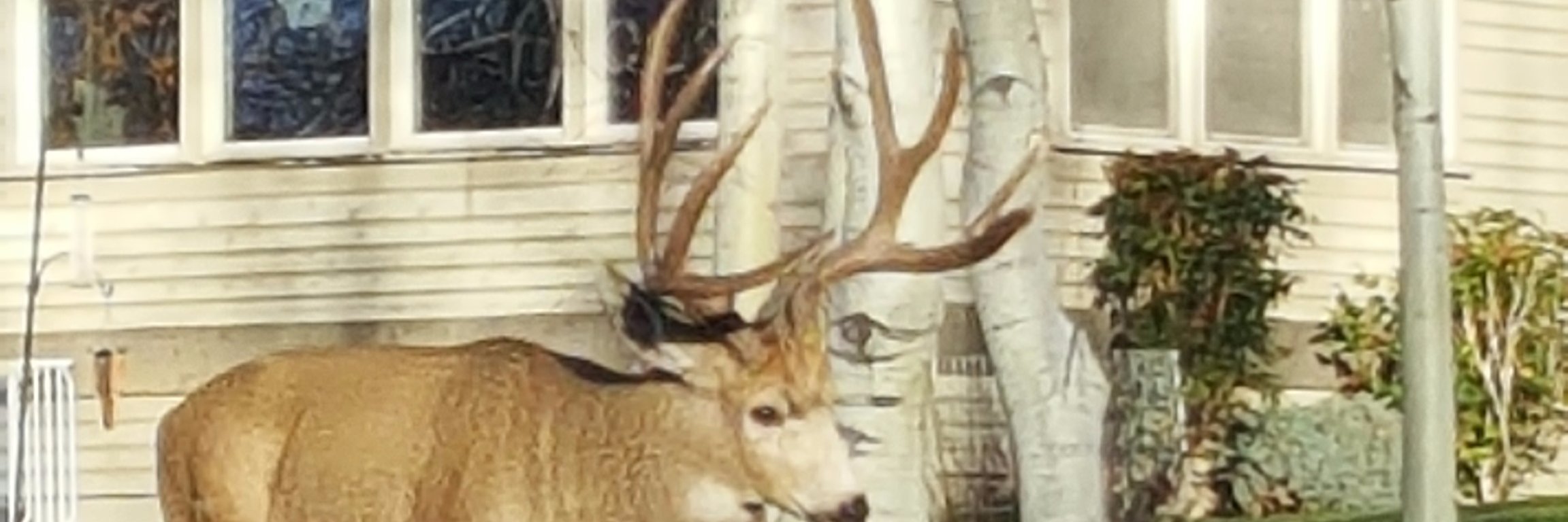 Bob Evermore banner