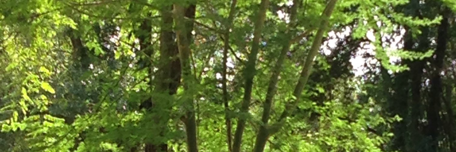 Koala_Vibing's profile banner image