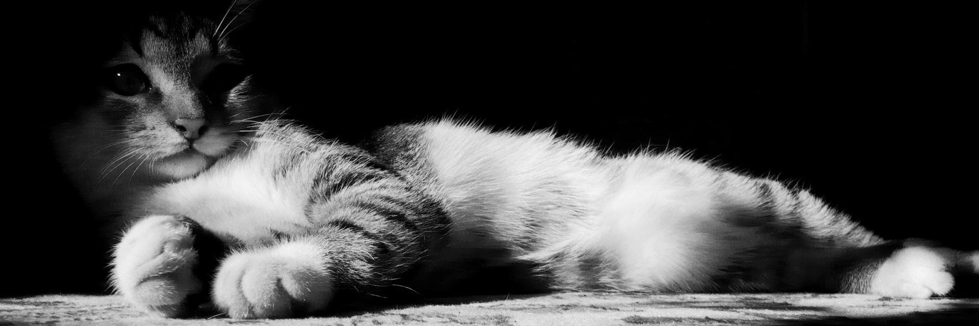 rita_de_luca's profile banner image