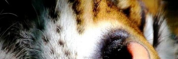 TigersClass Profile Banner