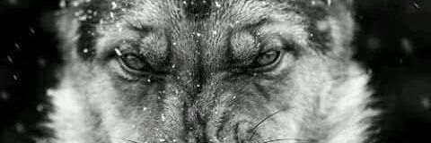 primaljess's profile banner image
