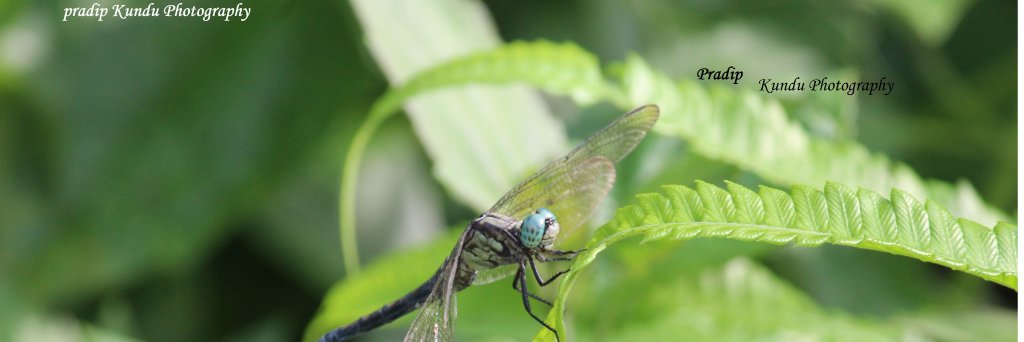 PRADIP KUNDU banner