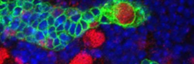 Alexandre Neves 🇧🇷🇵🇹🇺🇸🇪🇺 banner