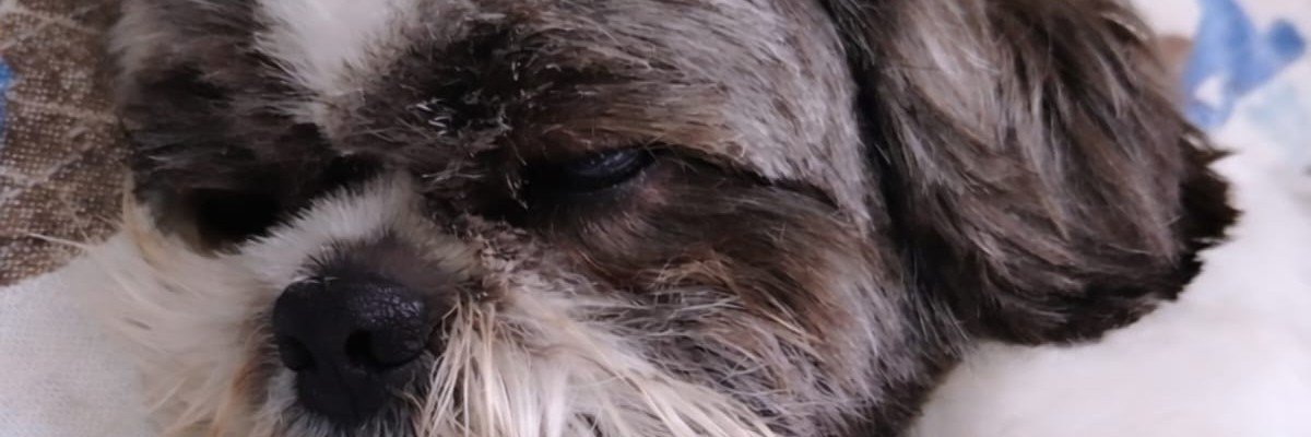 _TheLipinho's profile banner image