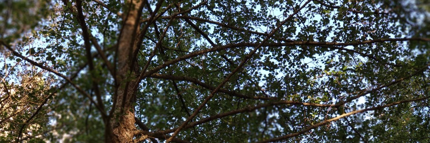 MariaCastro_7's profile banner image