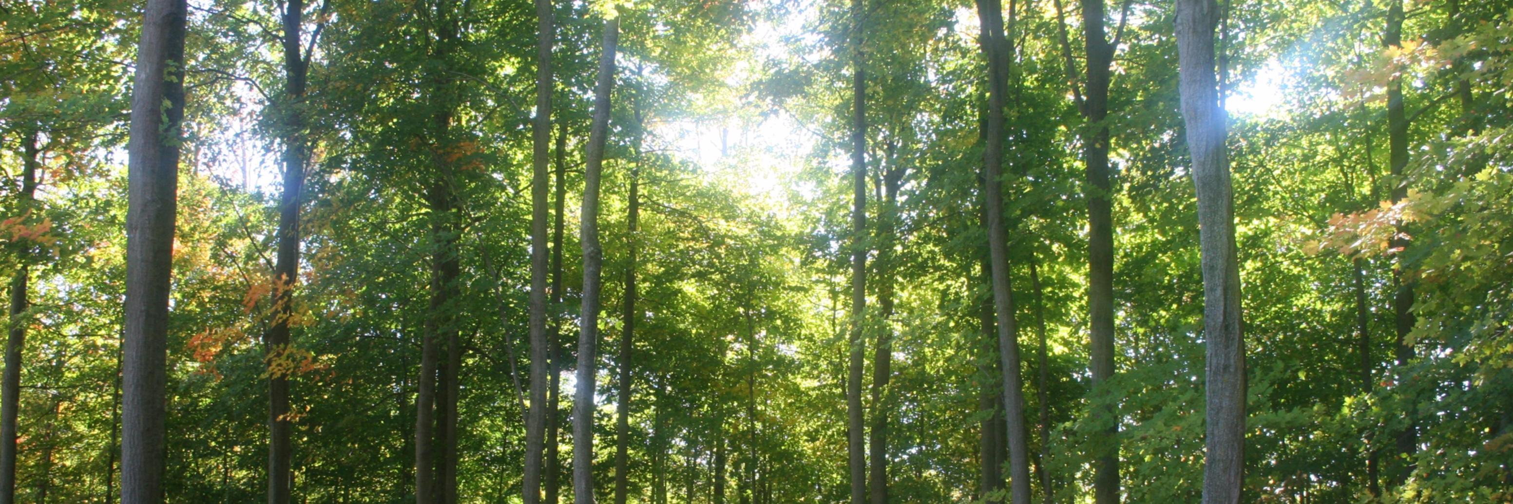mcvwoodworking's profile banner image