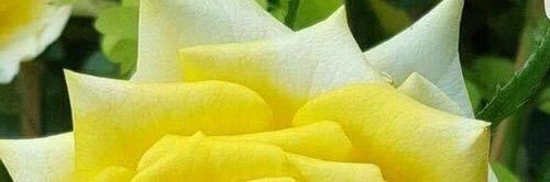 sal_aly's profile banner image