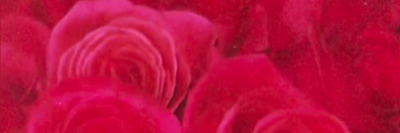 divasydney10's profile banner image