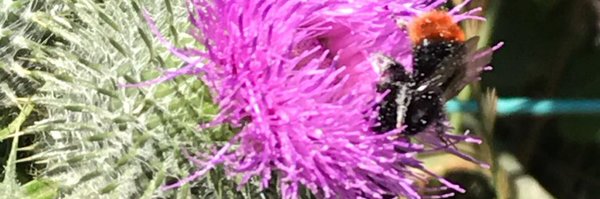 ShirlpetersonR Profile Banner