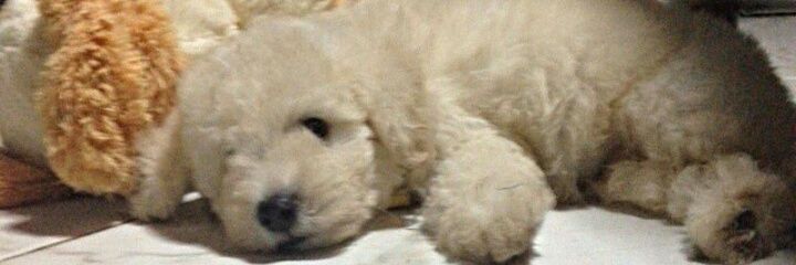martinagalt's profile banner image