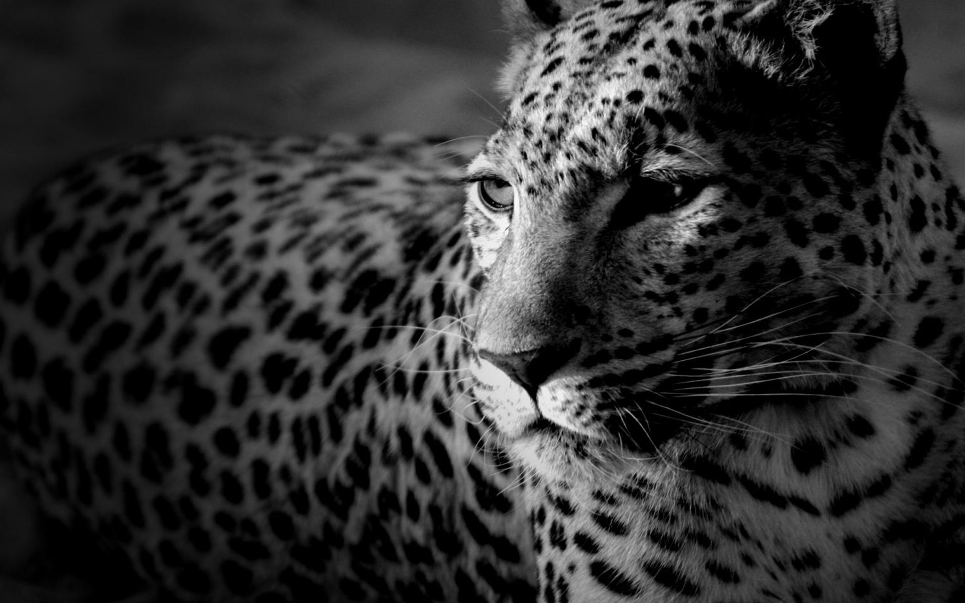 blak_berg's profile banner image
