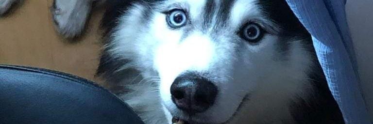 PedrinAgiota's profile banner image