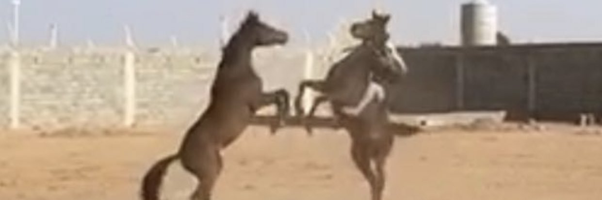 حمدان بن قاران المختاري الشمري banner