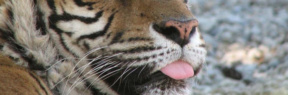 RazzamaChaz's profile banner image