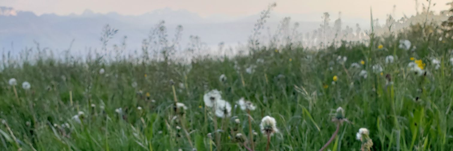 yogidevoteee's profile banner image
