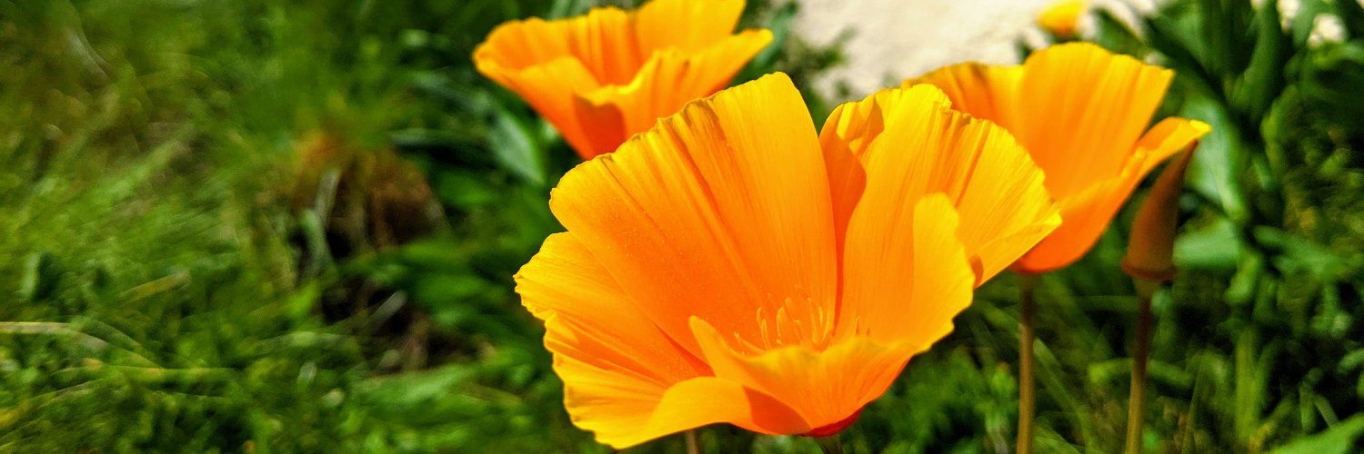 Santa Cruz Museum of Natural History banner