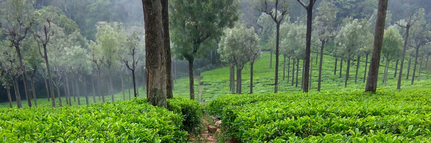devopam's profile banner image
