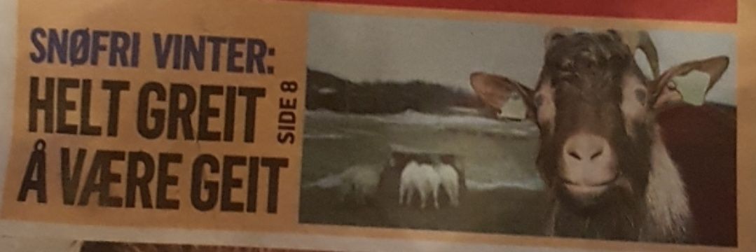 Ulv i Fårikål banner