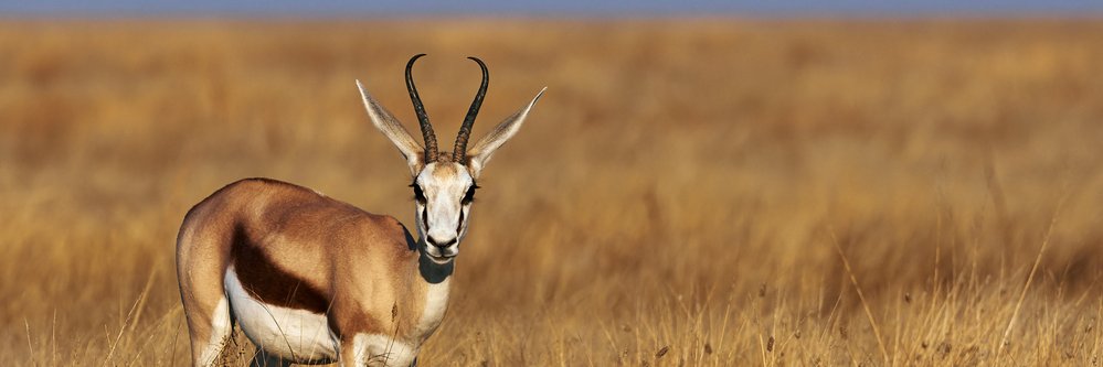 Springbok Rugby Blog banner