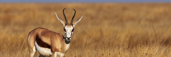 BokRugbyBlog Profile Banner