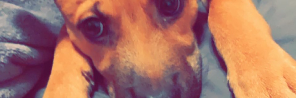 FAFOMellie's profile banner image