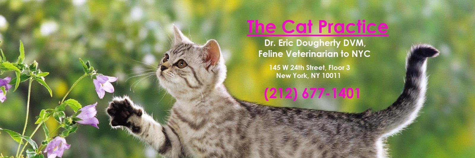 catpracticecats's profile banner image
