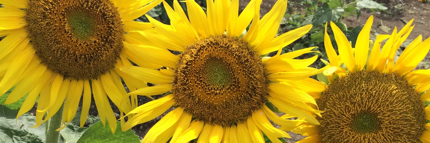mu_726's profile banner image