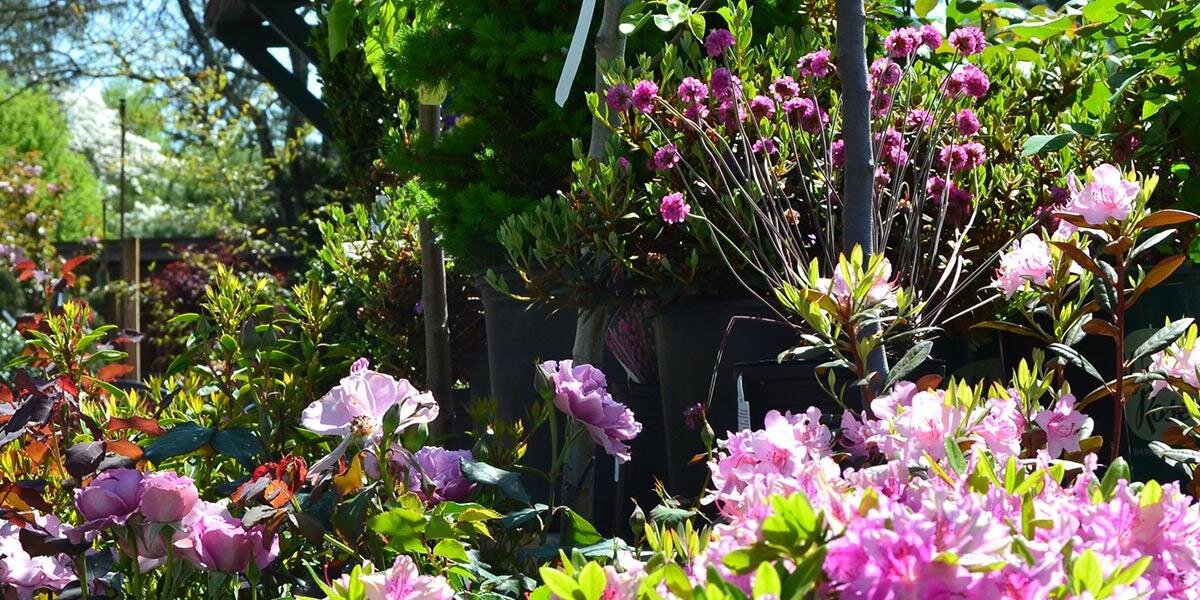 Weston Nurseries banner
