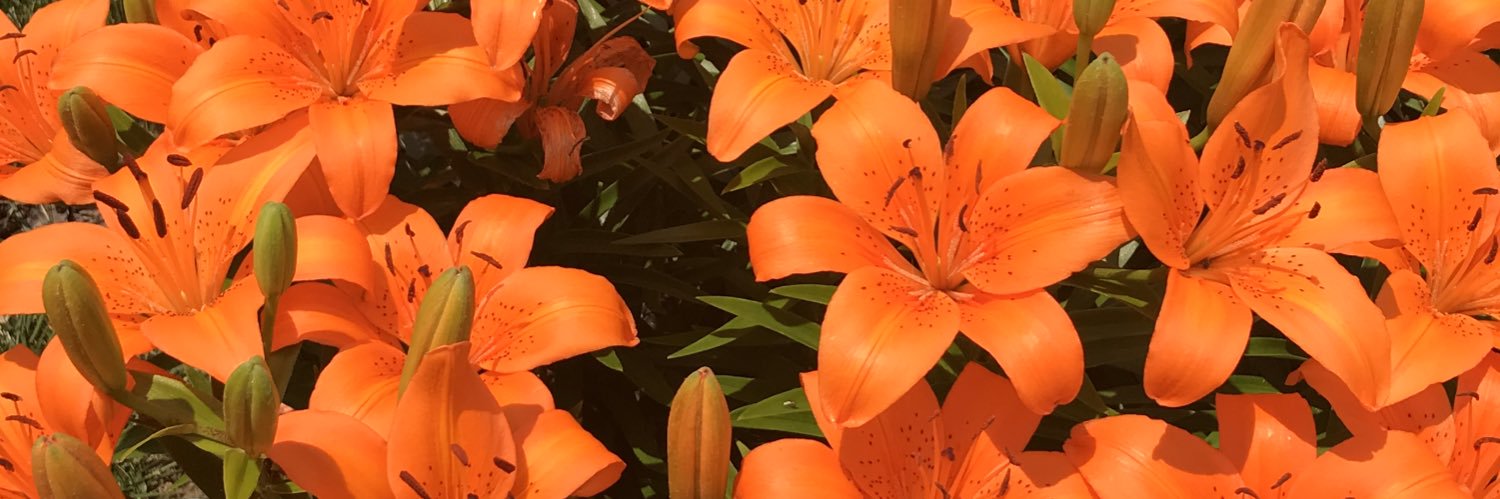 theresasaylor's profile banner image