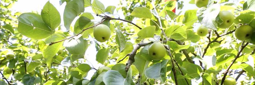 EdgefieldCider's profile banner image