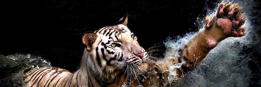 VictorZing's profile banner image