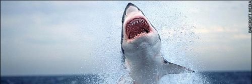 shark_ghost's profile banner image