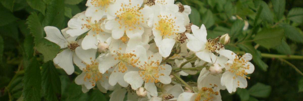 therootcircle's profile banner image