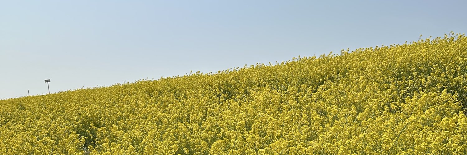 さといも banner