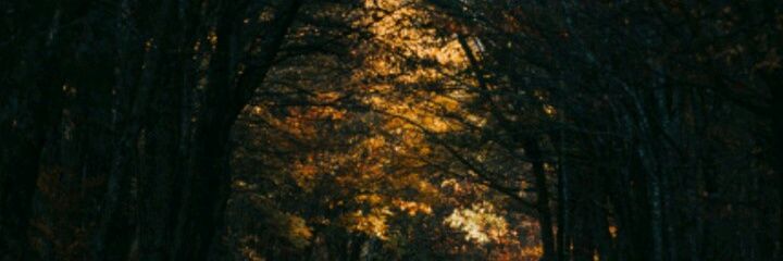 mu_li1's profile banner image