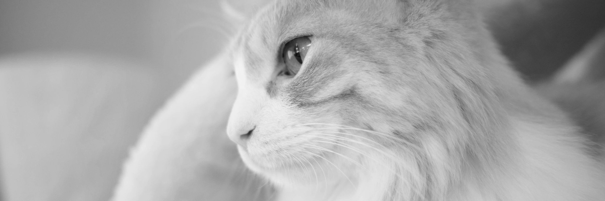 xtra_blog's profile banner image