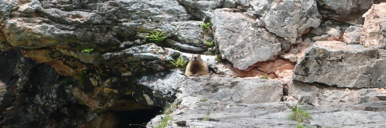 Julia Kunzmann 🇺🇦 banner