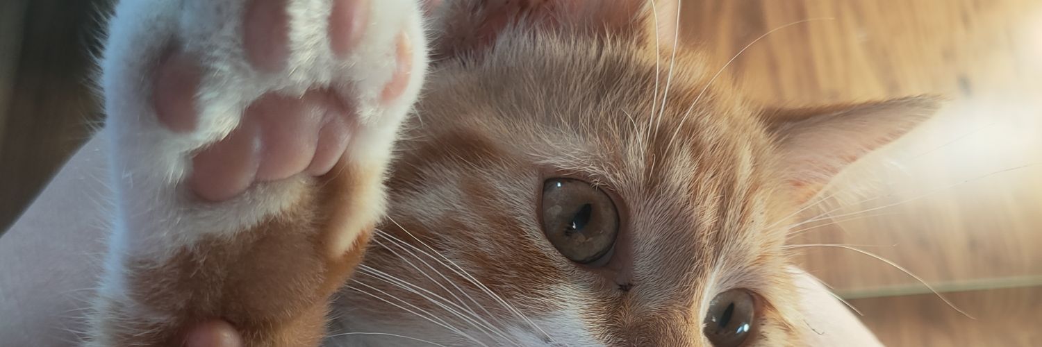 alexia_ailloud_'s profile banner image