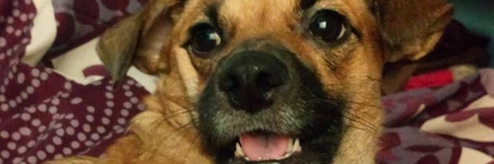 abigailsance's profile banner image