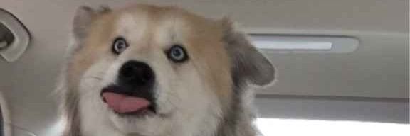 freezywuffpup's profile banner image