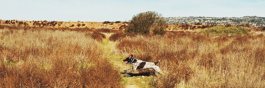 eileenb_dogs's profile banner image