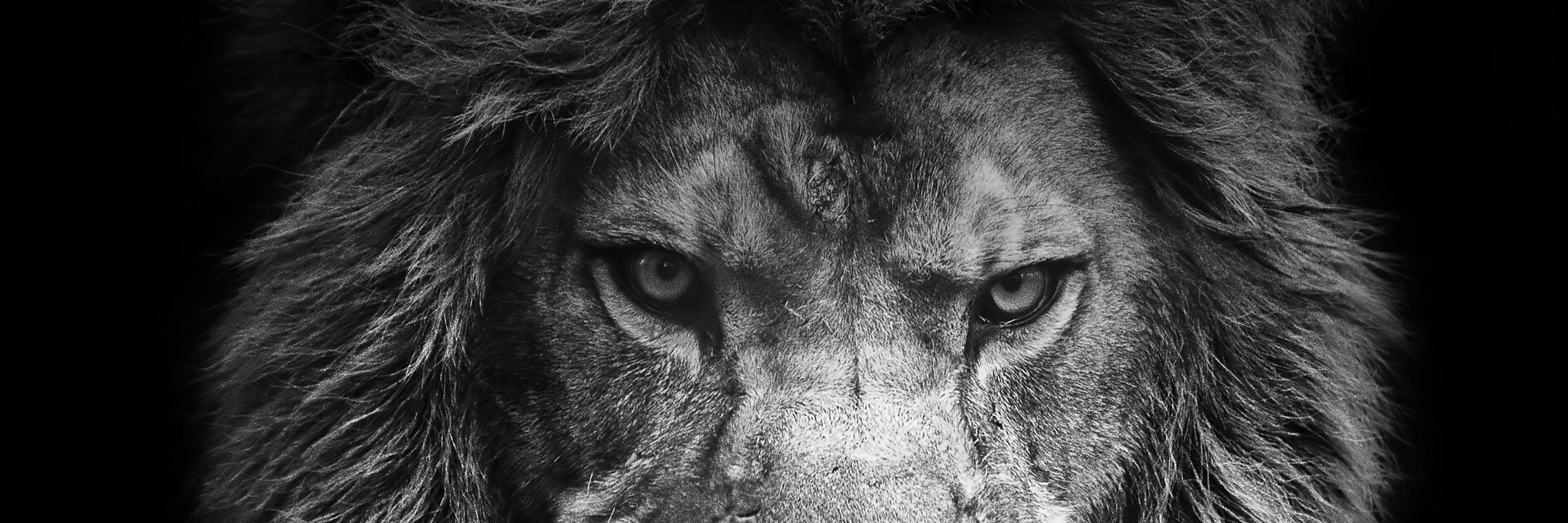 theanimalsimage's profile banner image