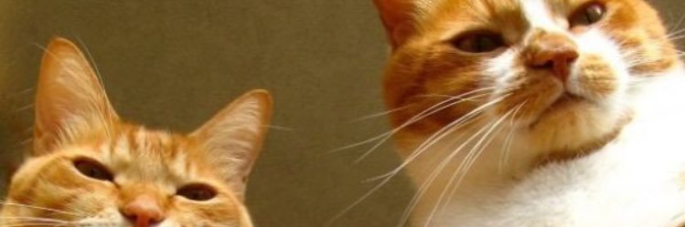 anifyaziz's profile banner image