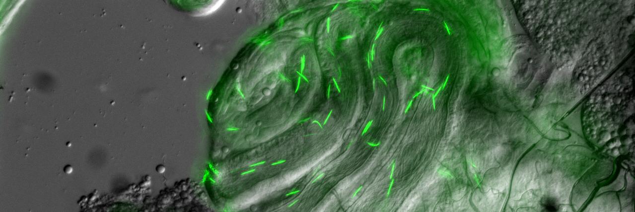 Mollie Manier, PhD banner