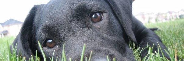 ReshmaKonstant2's profile banner image