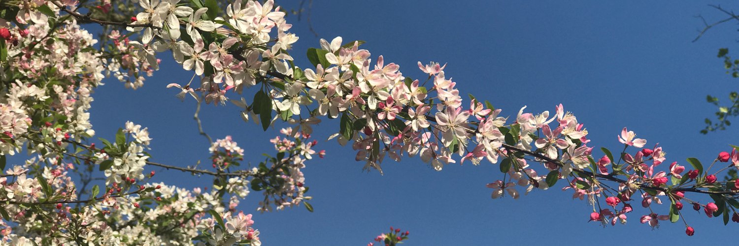 LittleBirdFreya's profile banner image