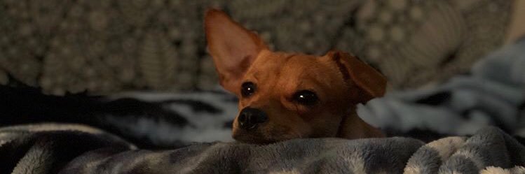 Leanardo banner
