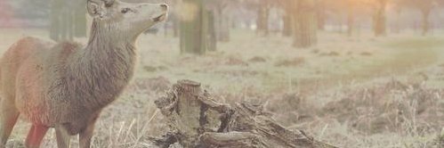 kindagirl91's profile banner image